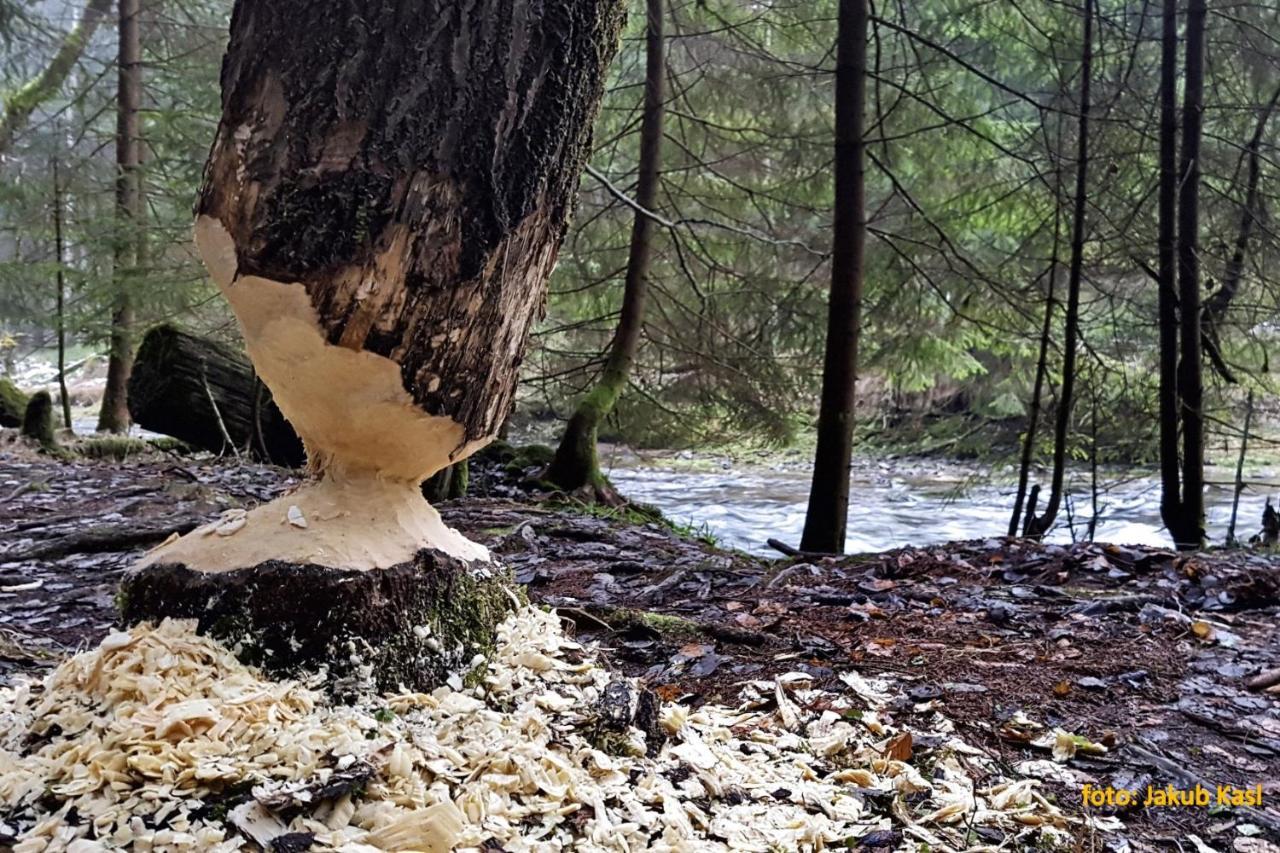 Pension Aspen Železná Ruda Exteriér fotografie